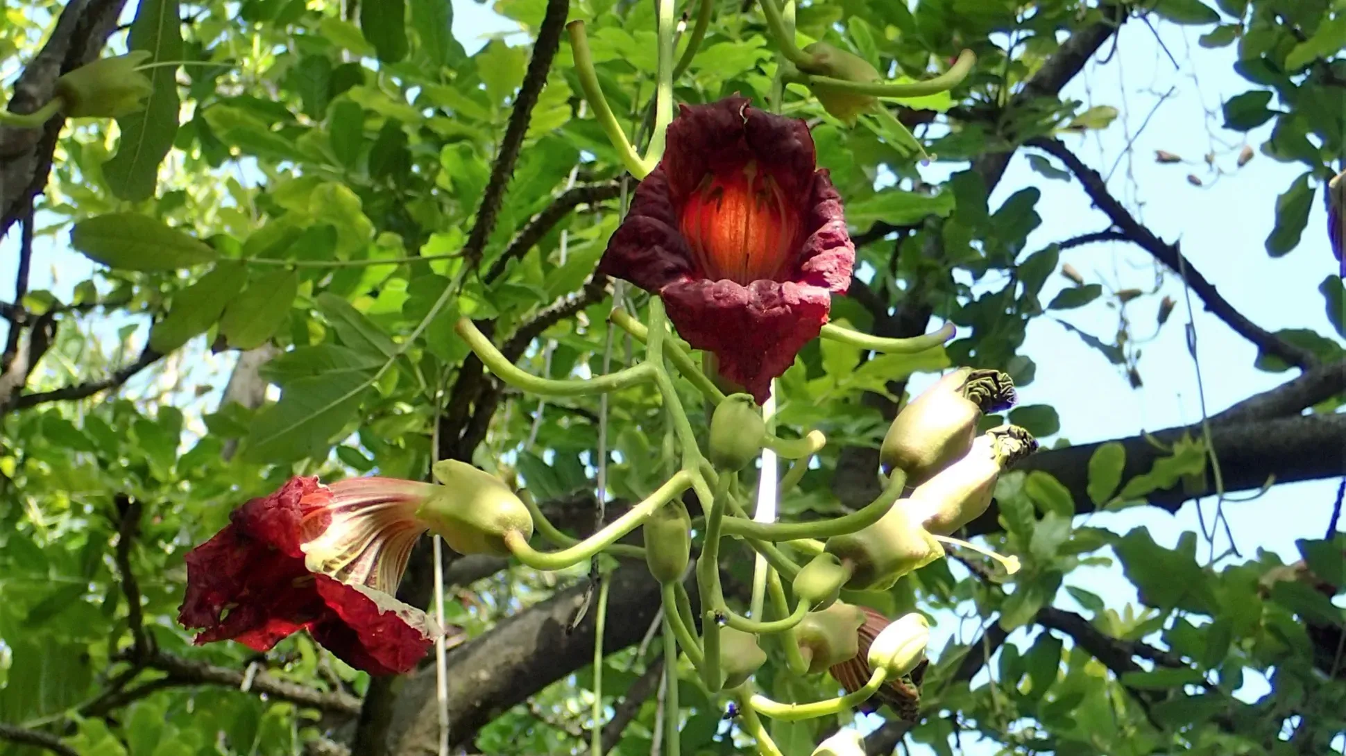 A pair of red flowers growing on a tree