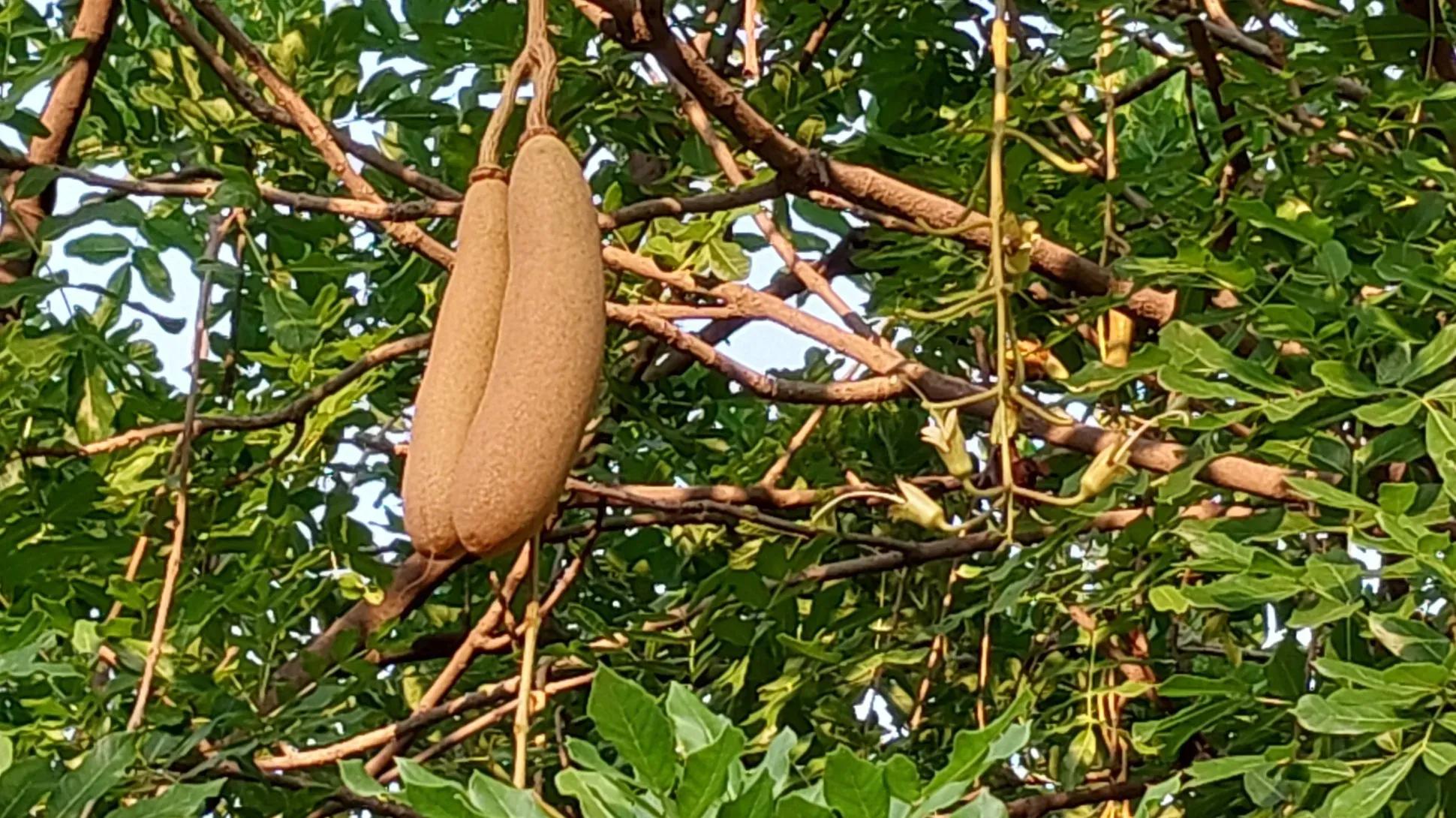 Two sausage like fruit of the kigelia africana tree