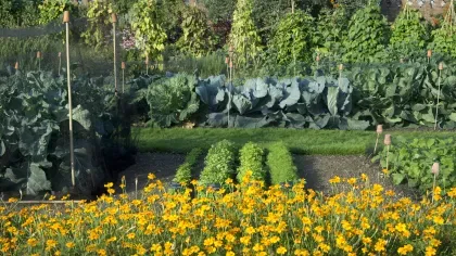Kitchen Garden
