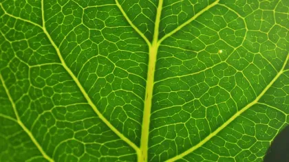 Close up of a leaf, RBG Kew 