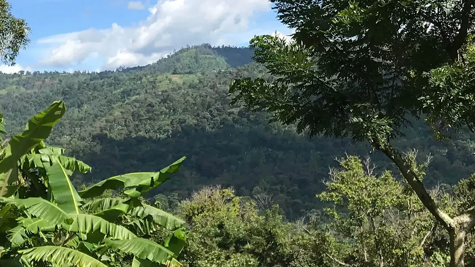 View of forest and hills in Ethiopia