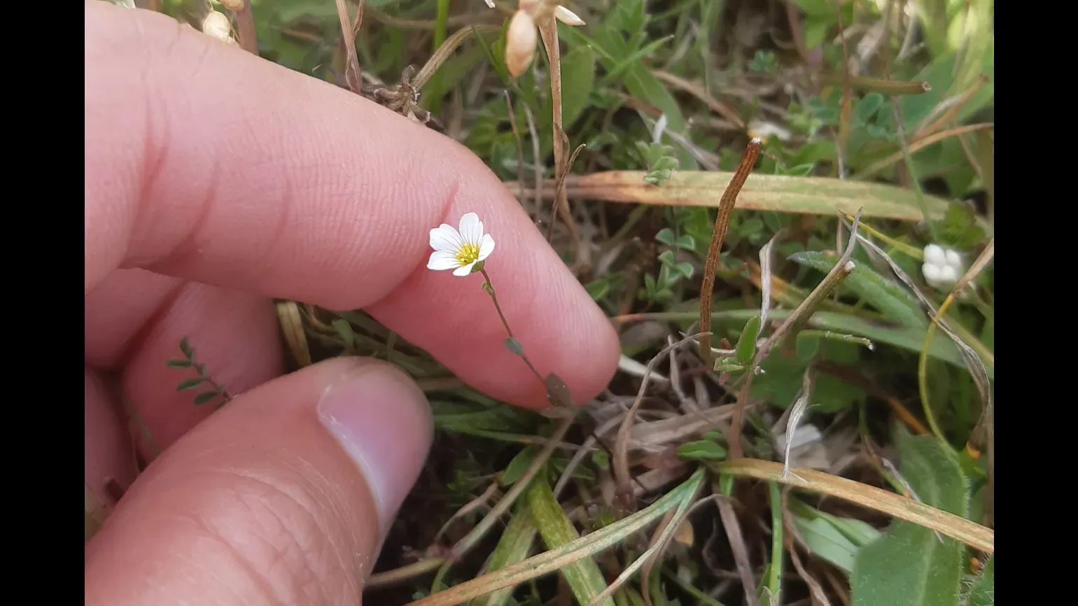 A tiny white flower held against a fingertip
