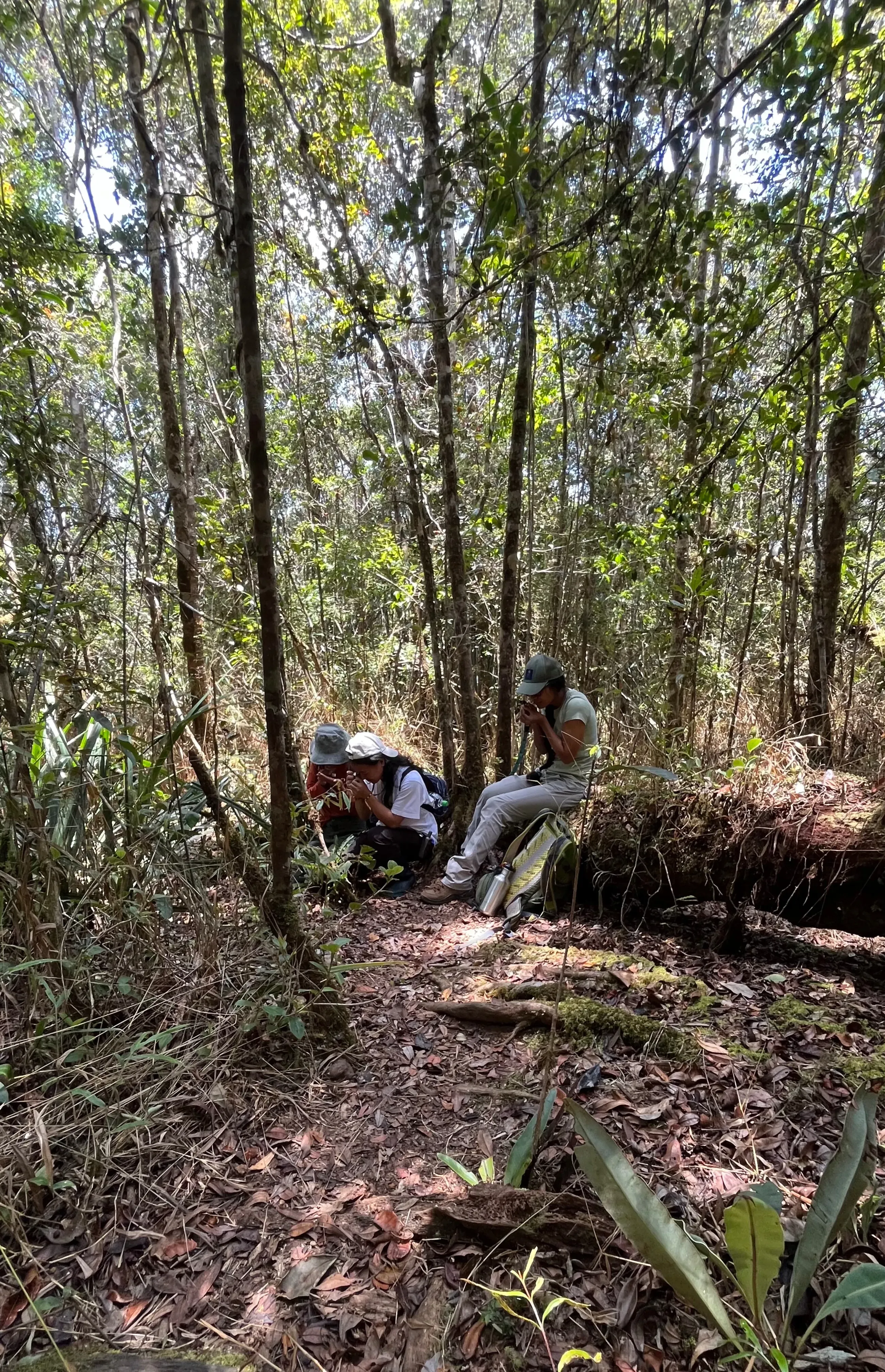 Three people sitting on a fallen tree in a forest