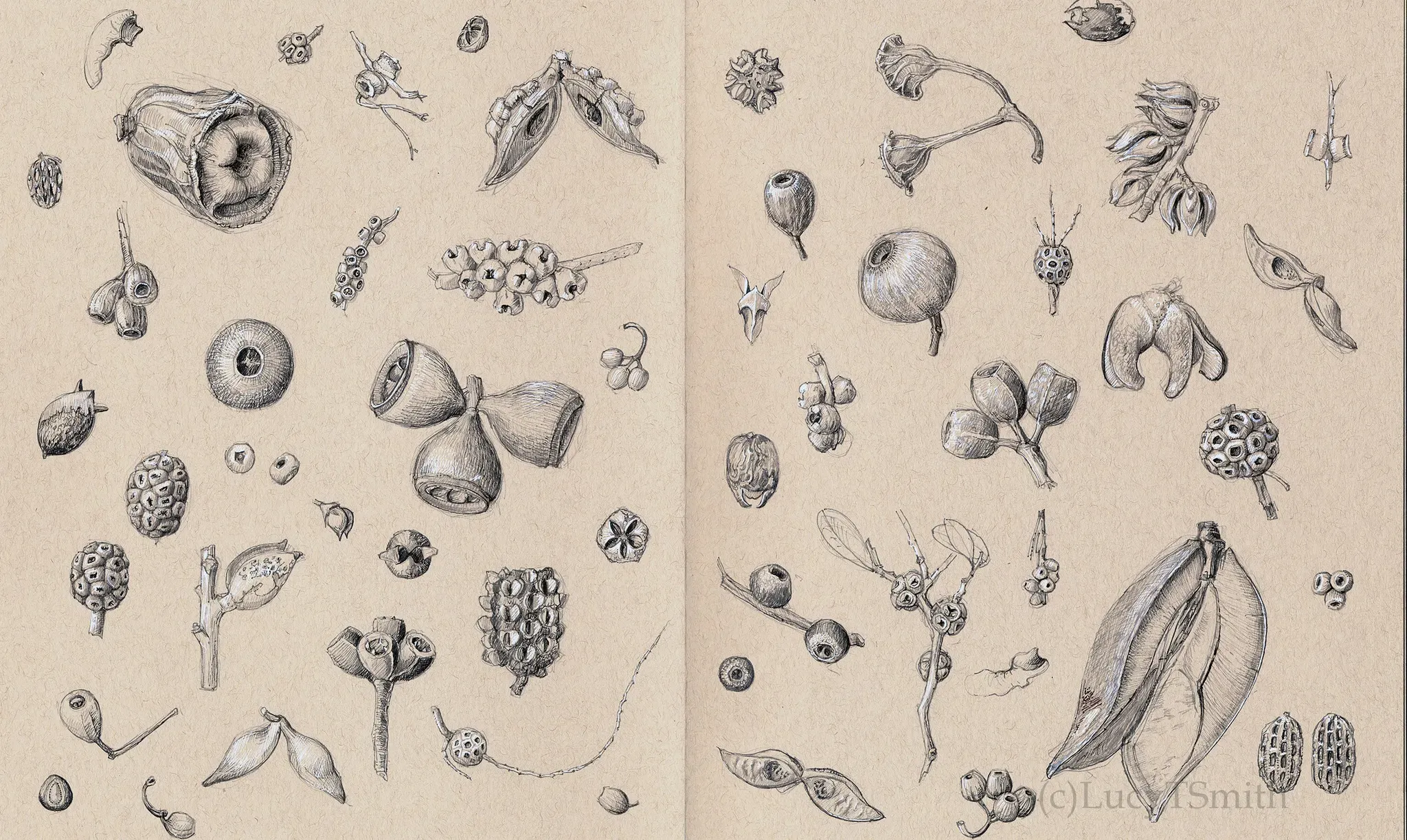 © Copyright Lucy T Smith