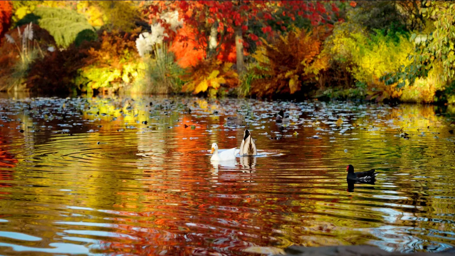 Several ducks swimming in a pond in front of red and gold autumn trees