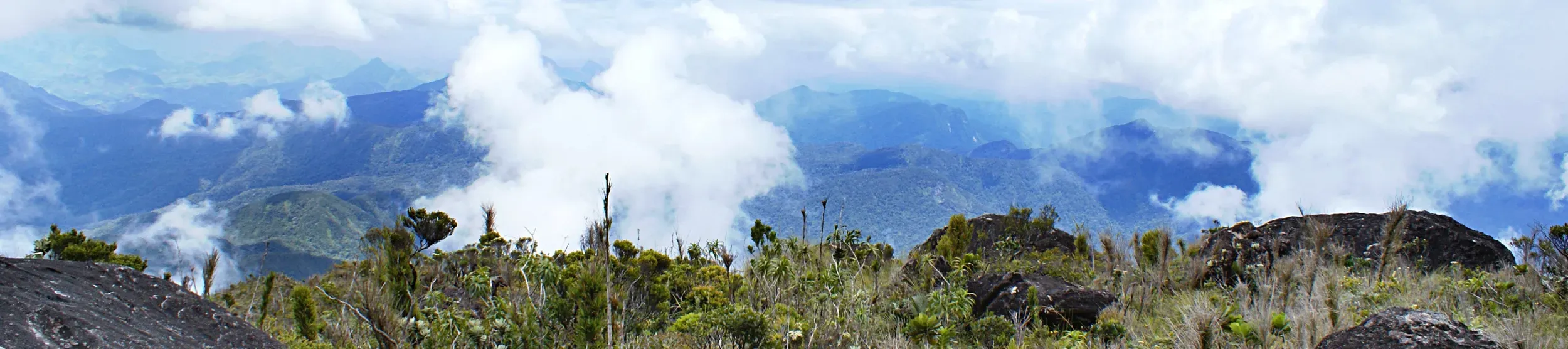 Mountain landscape taken from a mountaintop above the cloud layer, with plants in the foreground 