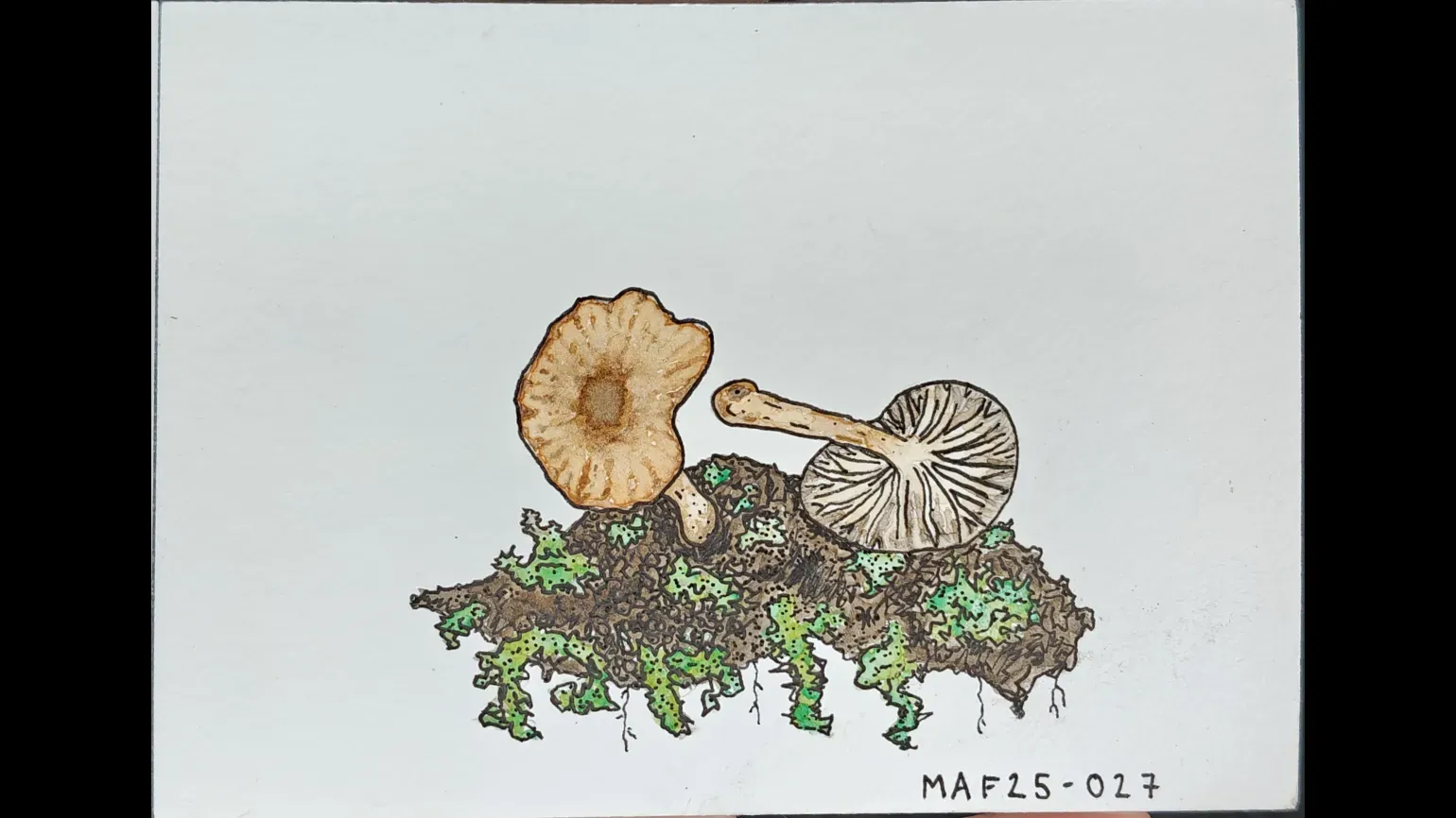 A watercolour painting of two mushrooms on mossy soil
