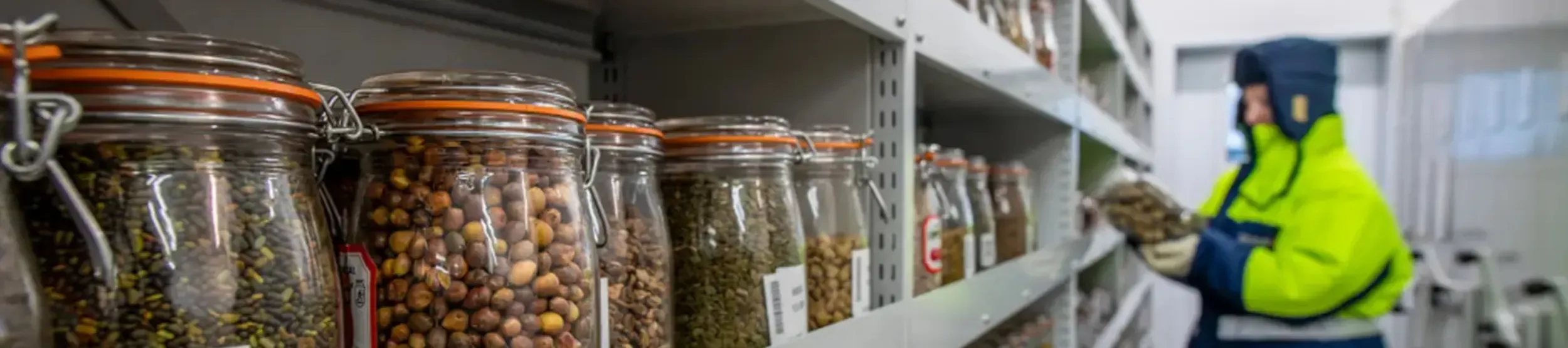 A collection of jars full of seeds on shelves in the millennium seed bank. A person in hi vis is in the background