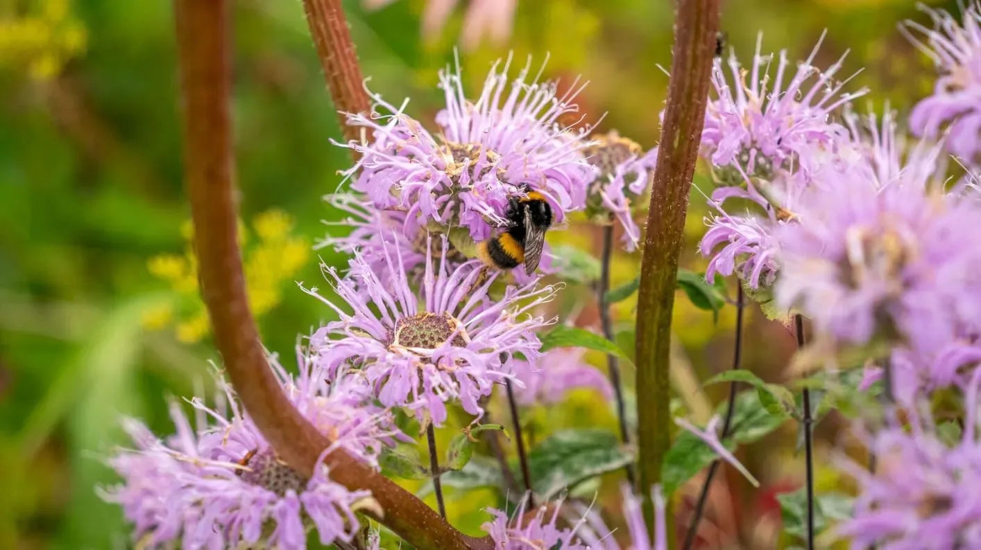 A large bumblebee on a purple bee balm flower
