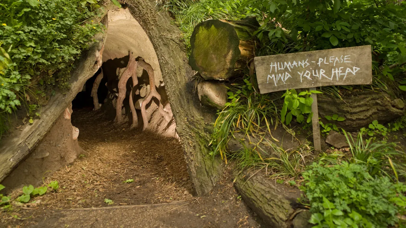 Giant badger sett at Kew