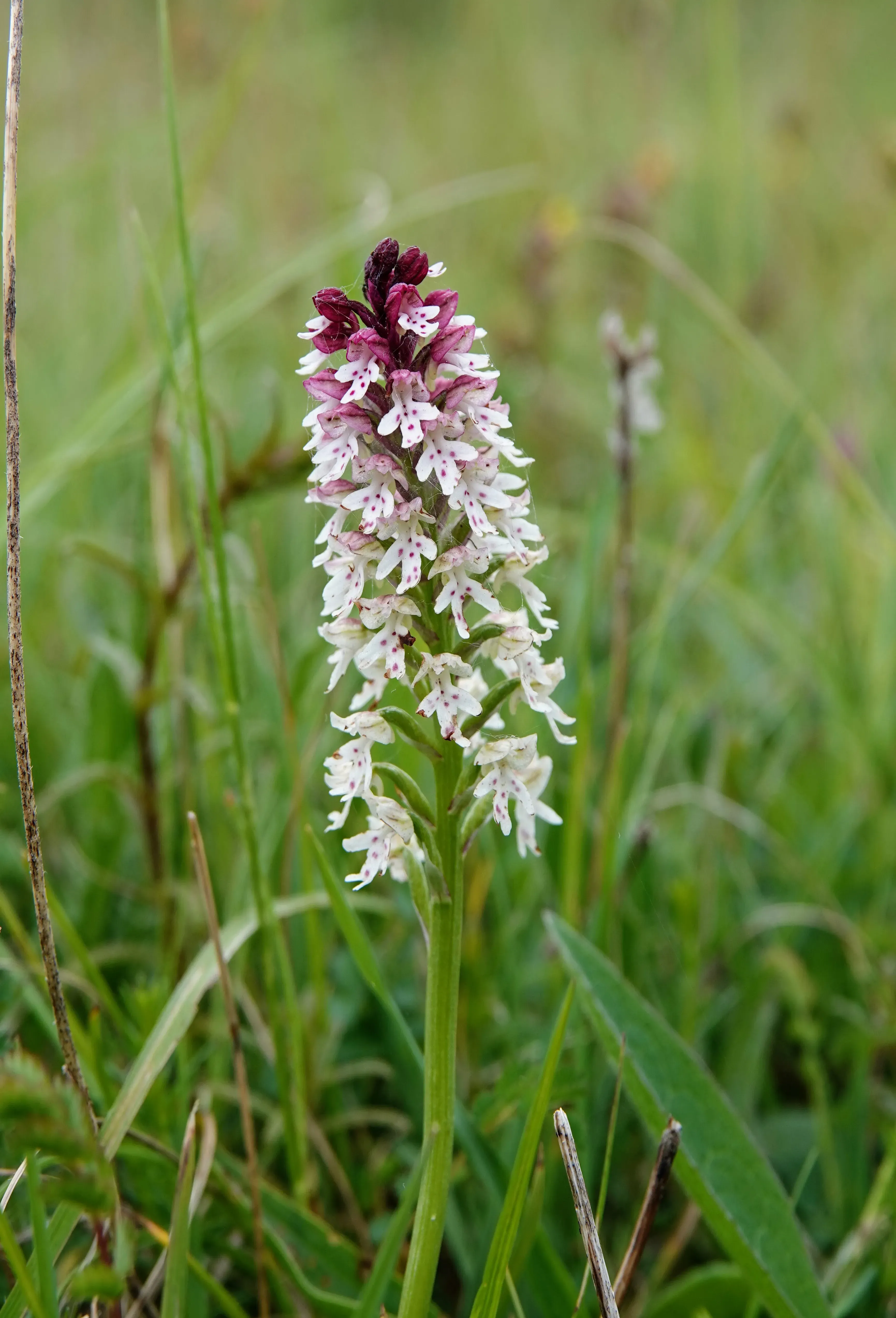 Flowered Neotinea ustulata on the grass.