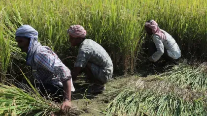 Four Nepalese men harvesting rice