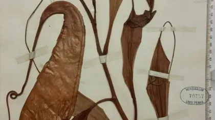 Nepenthes maximoides herbarium specimen