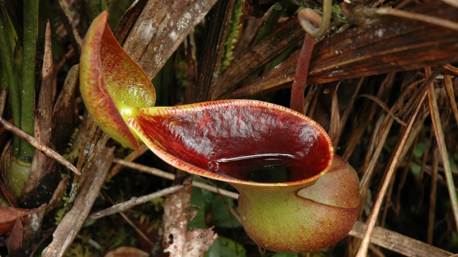 The open mouth of a Nepenthes lowii pitcher plant trap