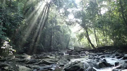 Njuma river Cameroon Ebo forest. Sunlight shining beautifully through the trees