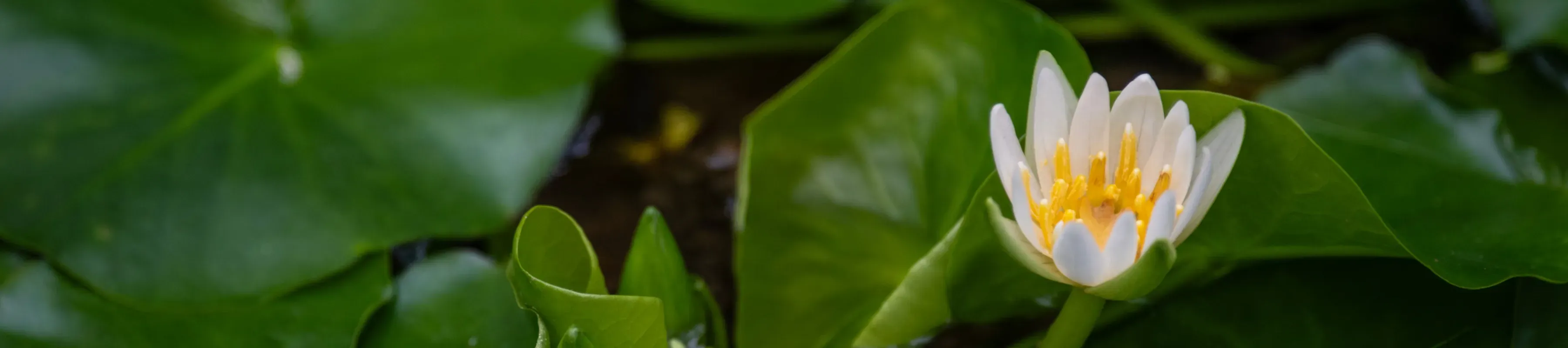 A small yellow and white pygmy waterlily flower