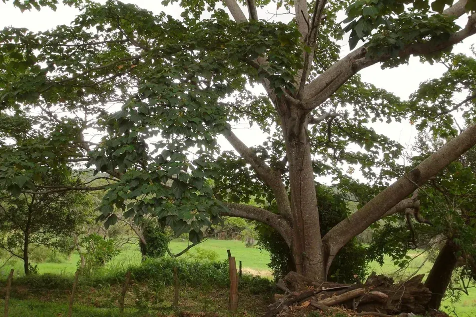 A large balsa tree growing next to a fence