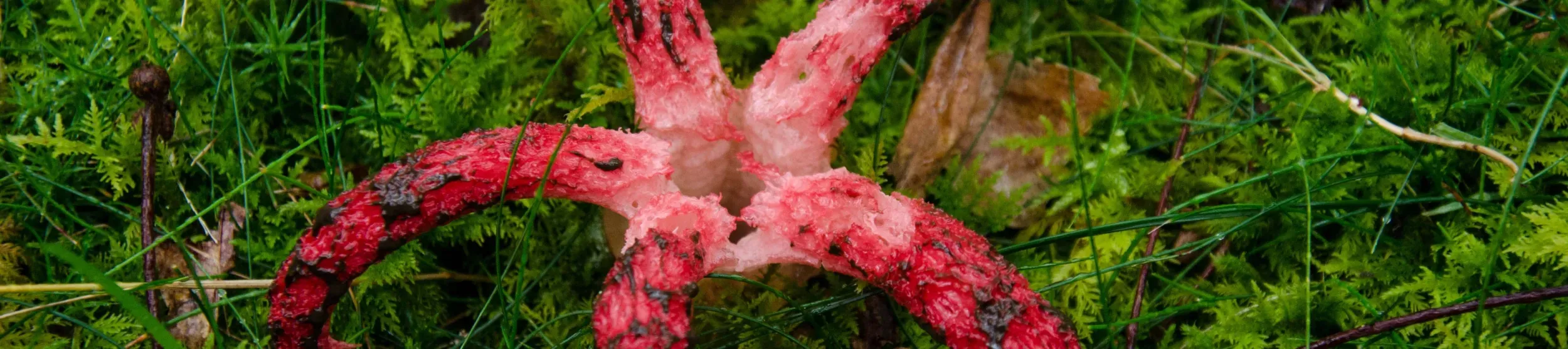 An Octopus stinkhorn (Clathrus archeri) with five red tentacles covered in thick black fluid.