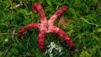A weird fungi called octopus stinkhorn (Clathrus archeri) also known as devil's fingers with five red tentacles covered in thick black fluid.