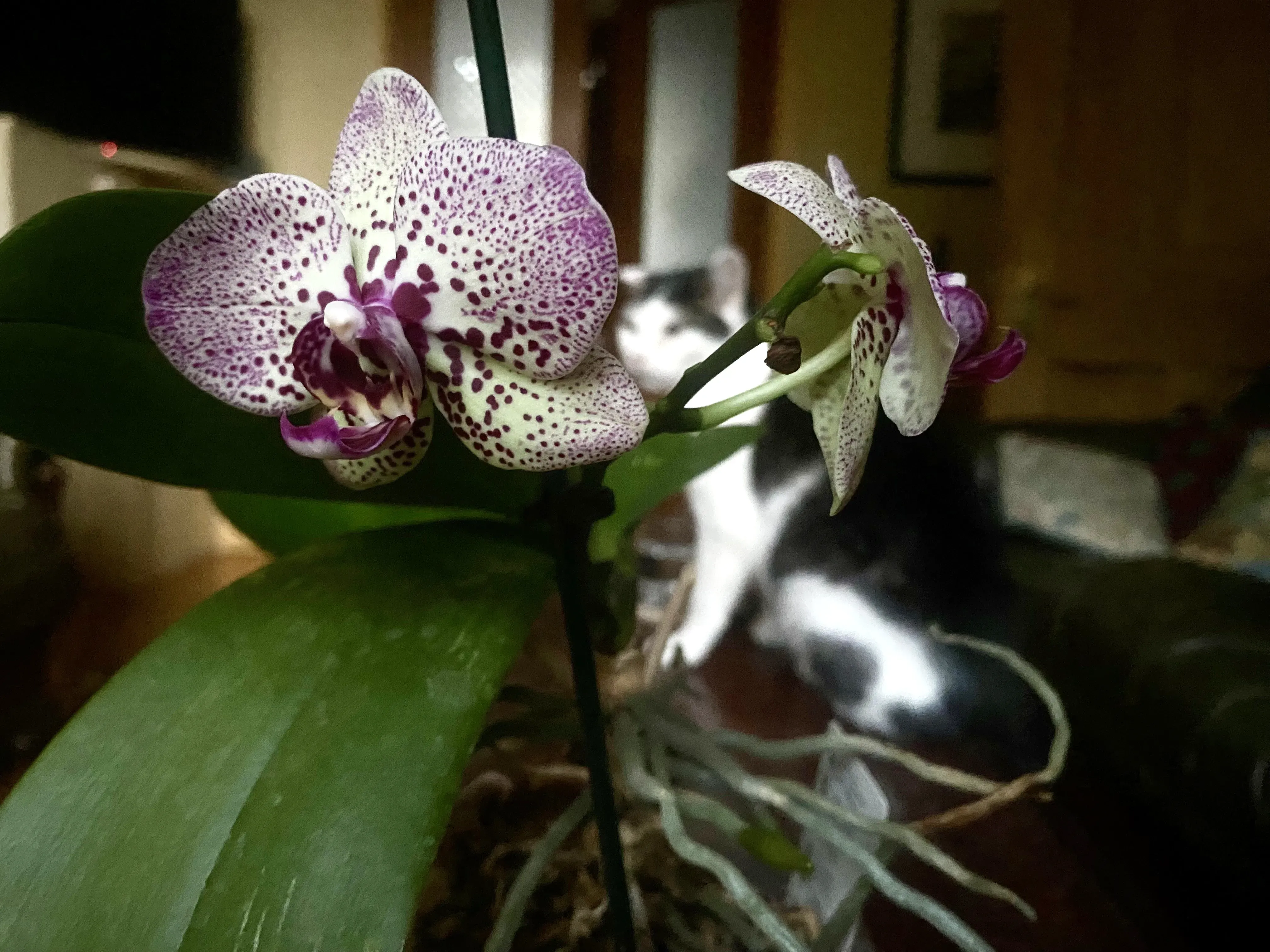 An orchid in a home, with a cat in the background