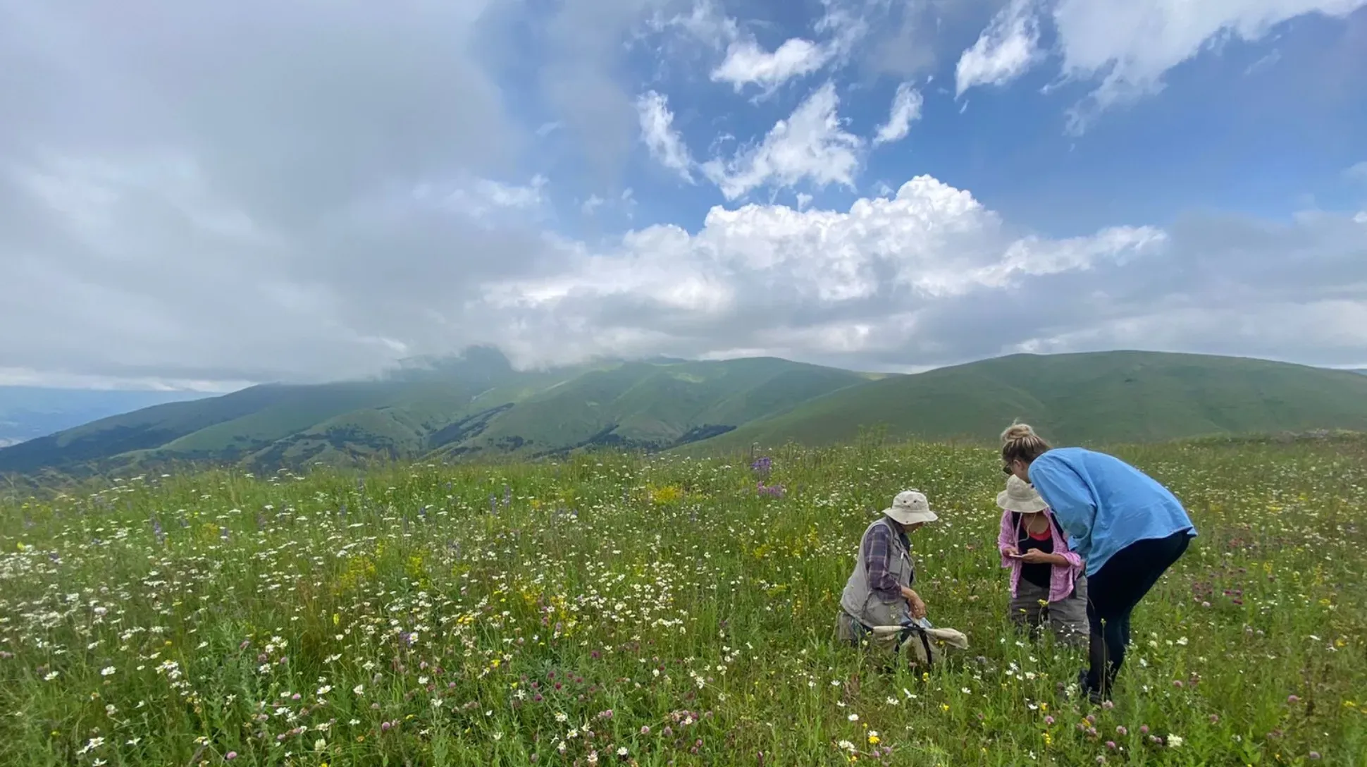 Three scientists examine a flower meadow atop a hill landscape
