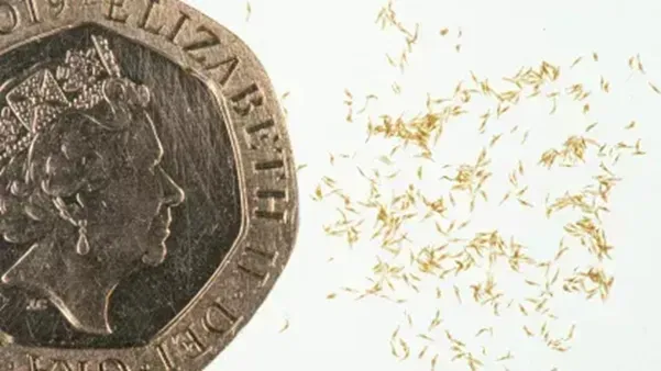 Approximately two thousand orchid seeds spread out next to a 20p coin that takes up half the frame, dwarfed by its size.