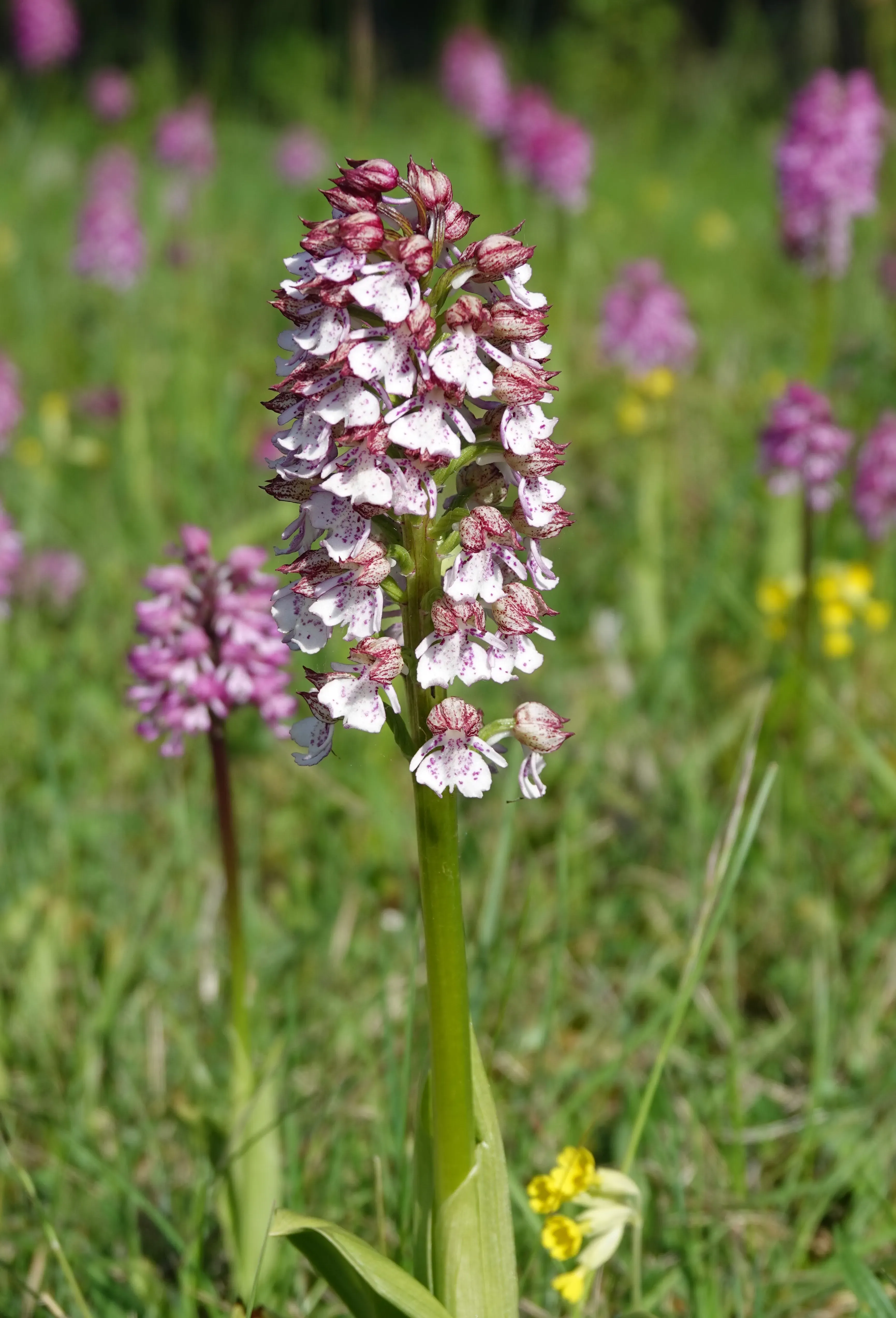 UK native orchid Orchis purpurea on a grassy field