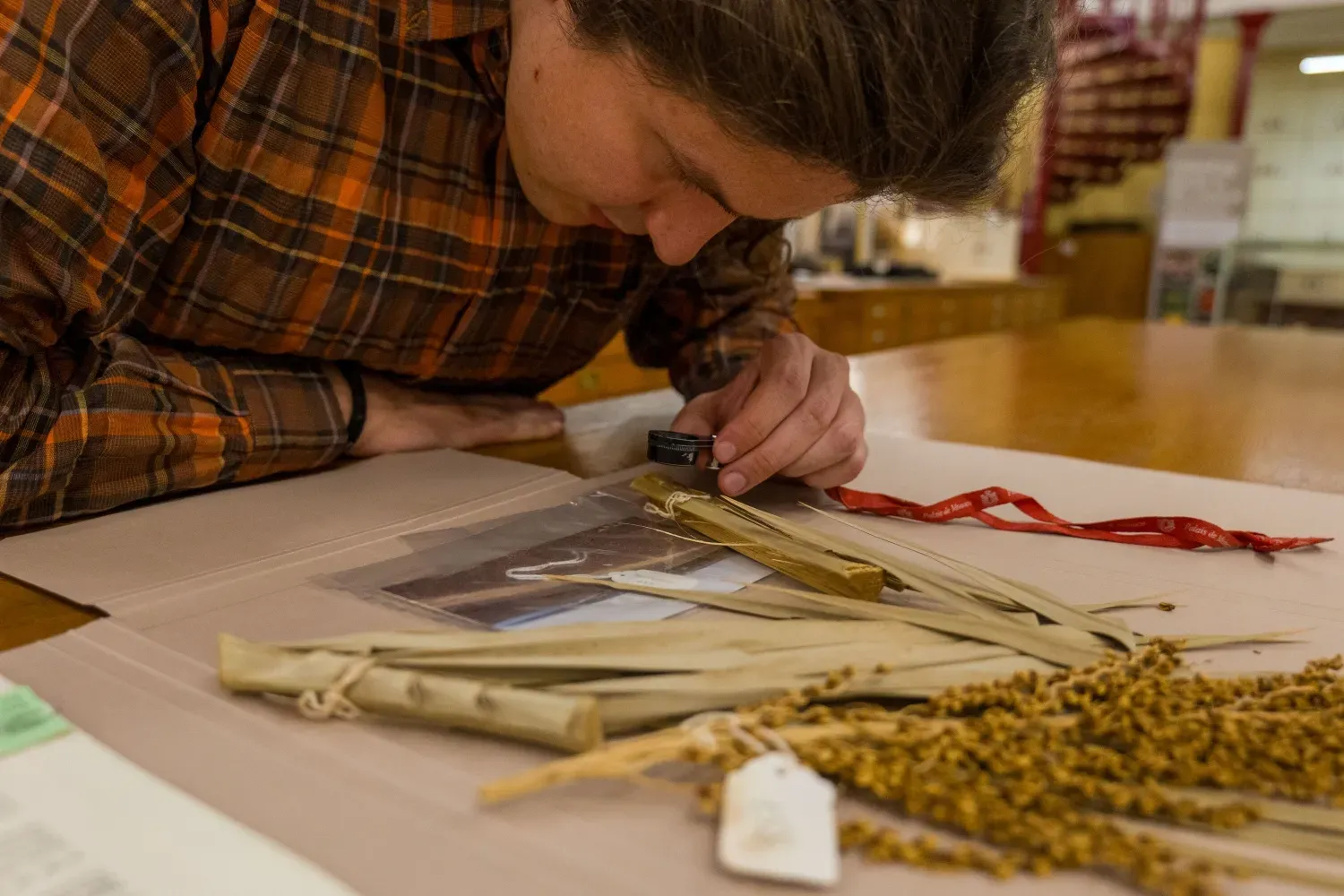 A researcher using a hand lens to inspect dried palm leaves and seeds laid out on herbarium paper.