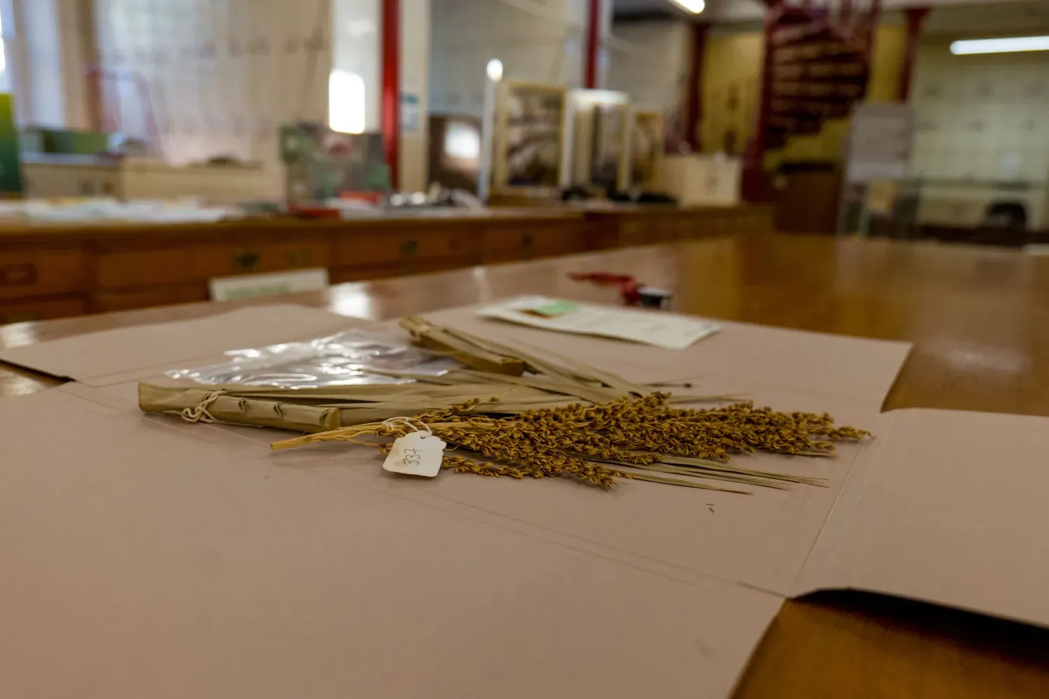 Dried palm leaves and a fruiting stalk arranged on herbarium paper, tagged and labelled for archival.