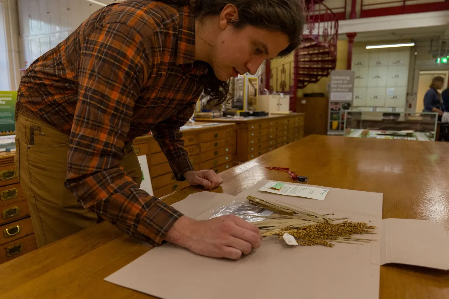 A researcher closely examining a mounted herbarium specimen of dried palm fruit and leaves on a large table in Kew’s Herbarium.
