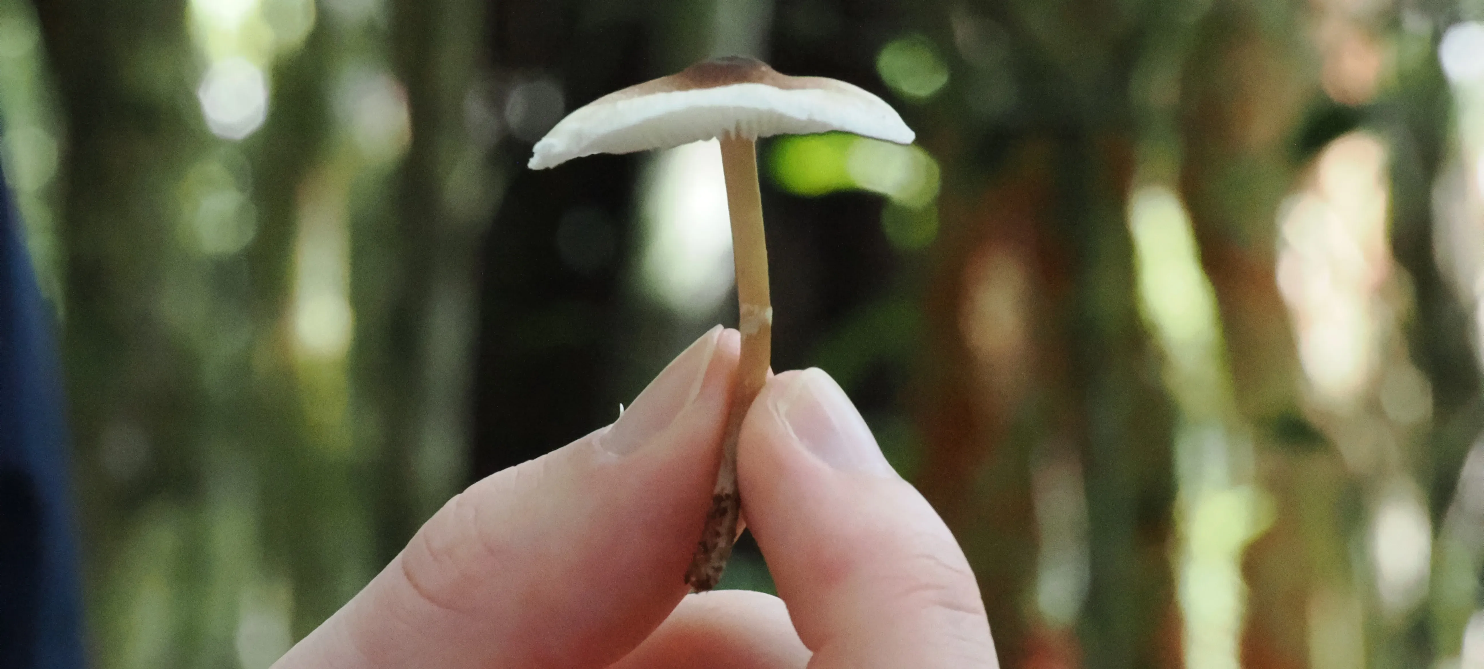 A hand holding up a small white mushroom
