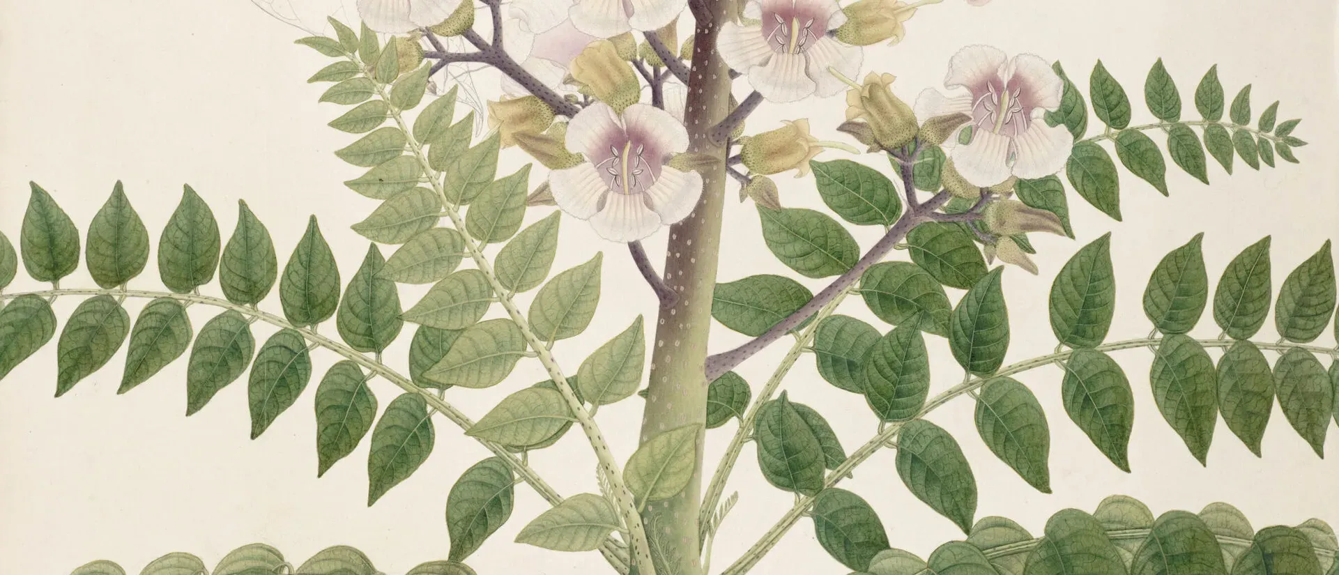 Cropped image of Pajanelia longifolia