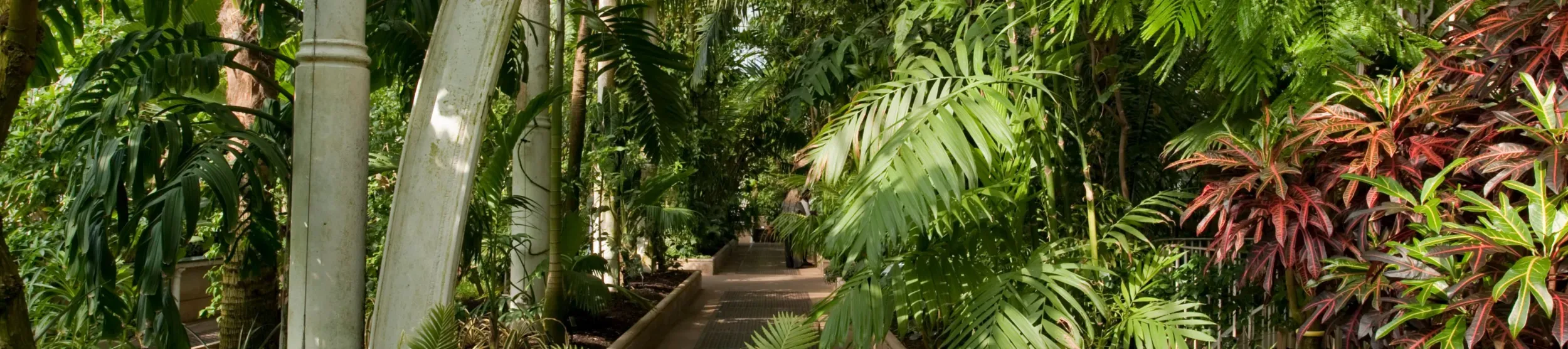 The plants of the Palm house growing around a pathway through the greenery