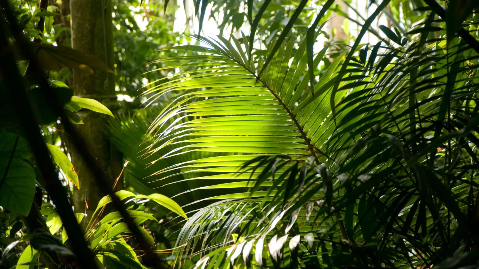 Fanning leaves inside the Palm House 