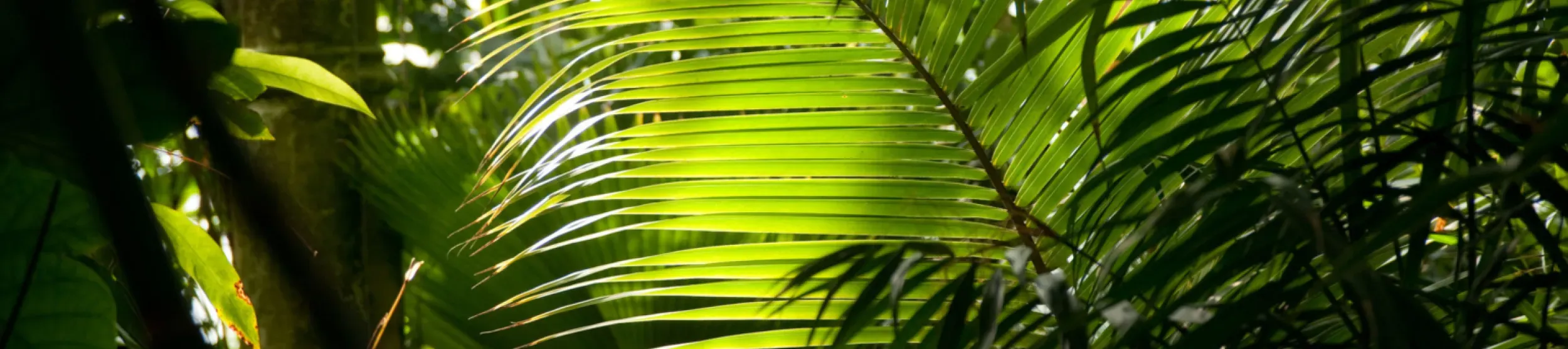 Fanning leaves inside the Palm House 