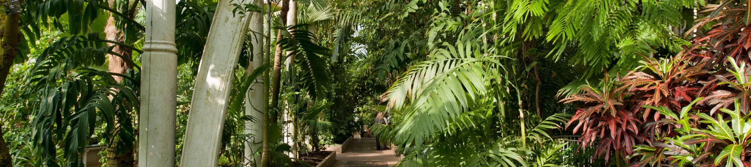 Interior of the Palm House