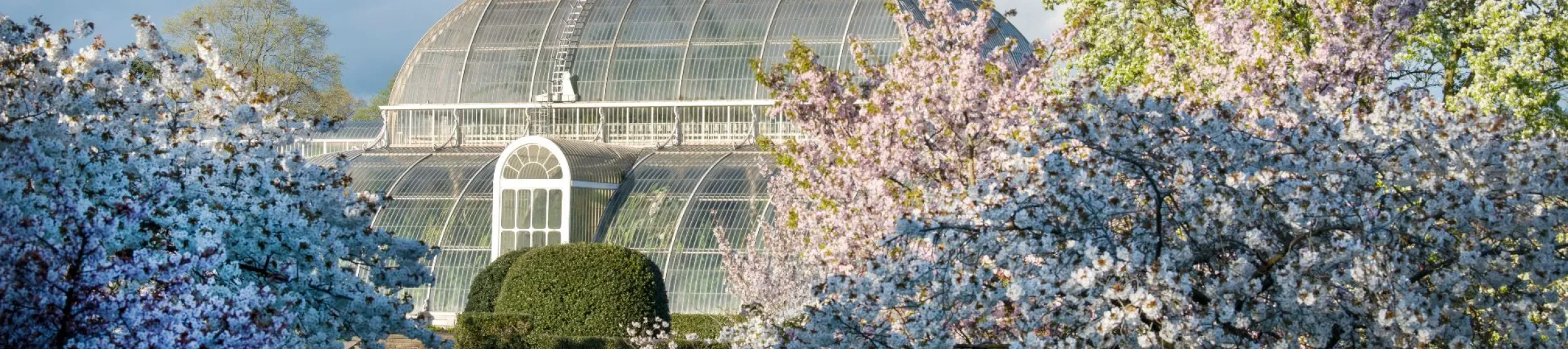 Kew Gardens iconic palm house in spring time