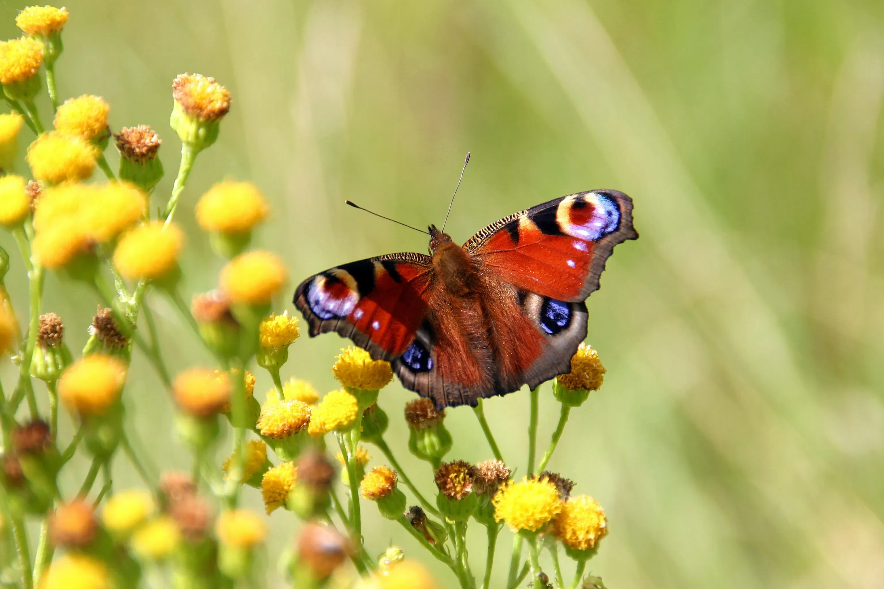 Peacock butterfly on yellow flowers