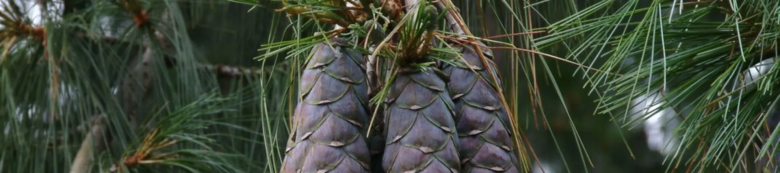 Pinus wallichiana Pine