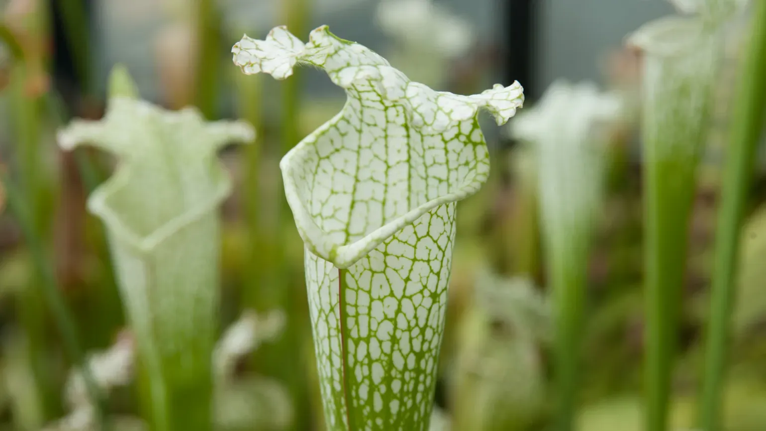 Pitcher plant (Sarracenia alata x leucophylla) 