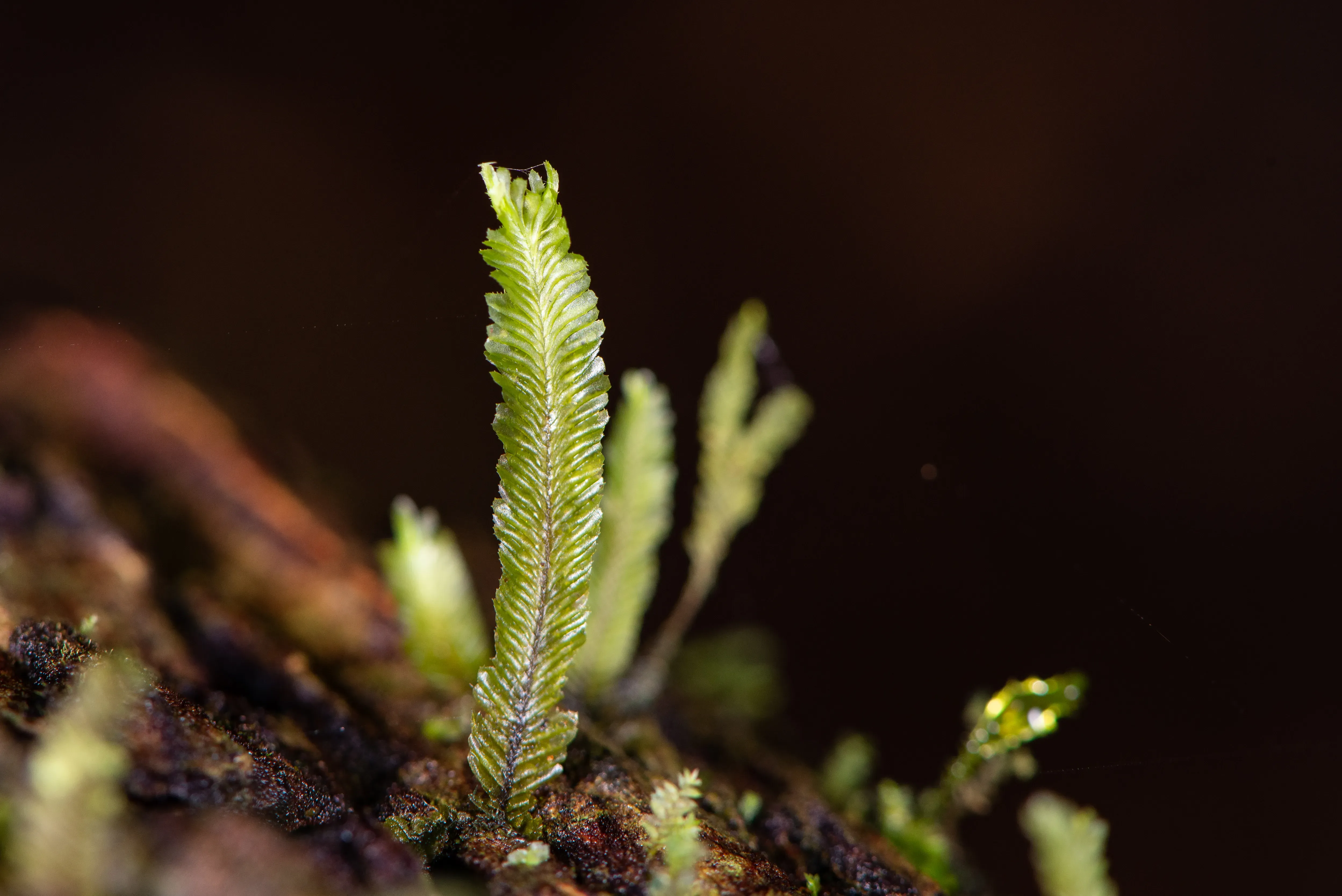 The frond like leaf of a liverwort on a black background