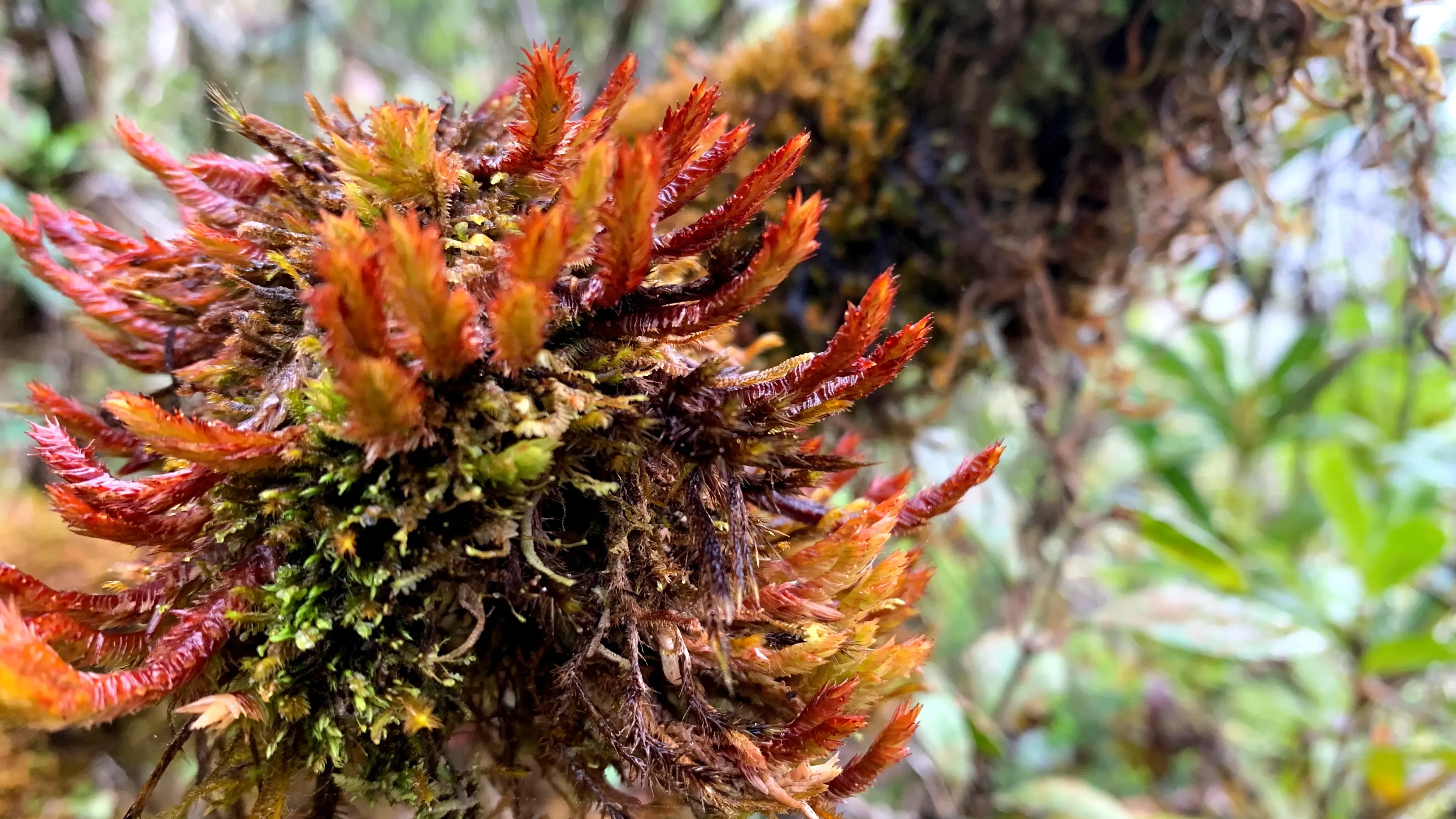 A red and orange liverwort on a branch