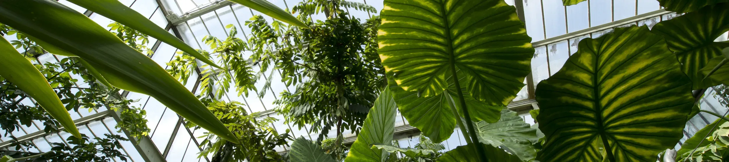 The Princess of Wales Conservatory 