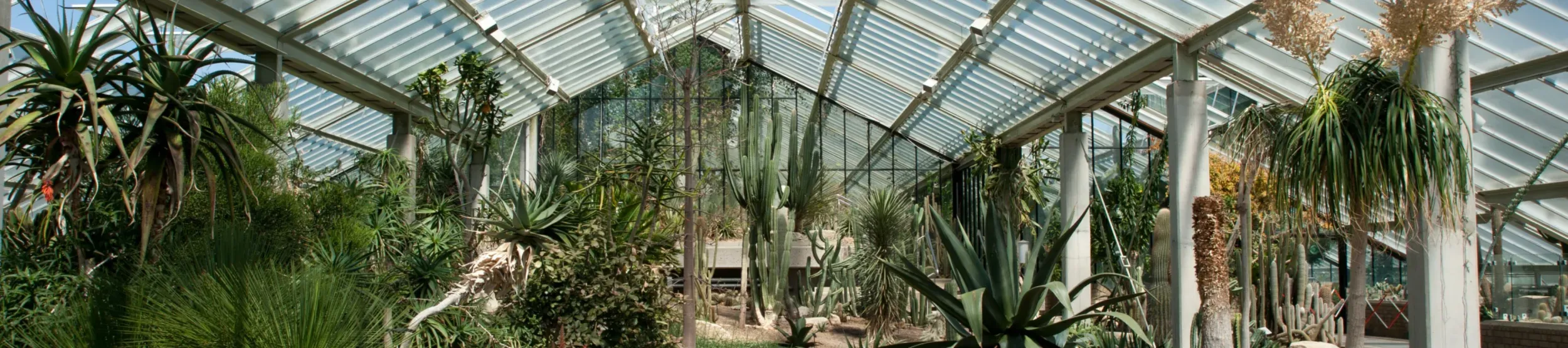 View of species from the dry tropics in the Princess of Wales Conservatory 