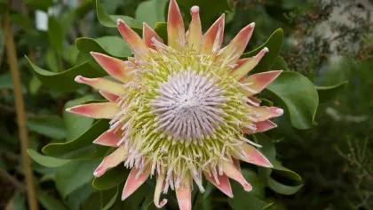 Protea cynaroides in the Temperate House