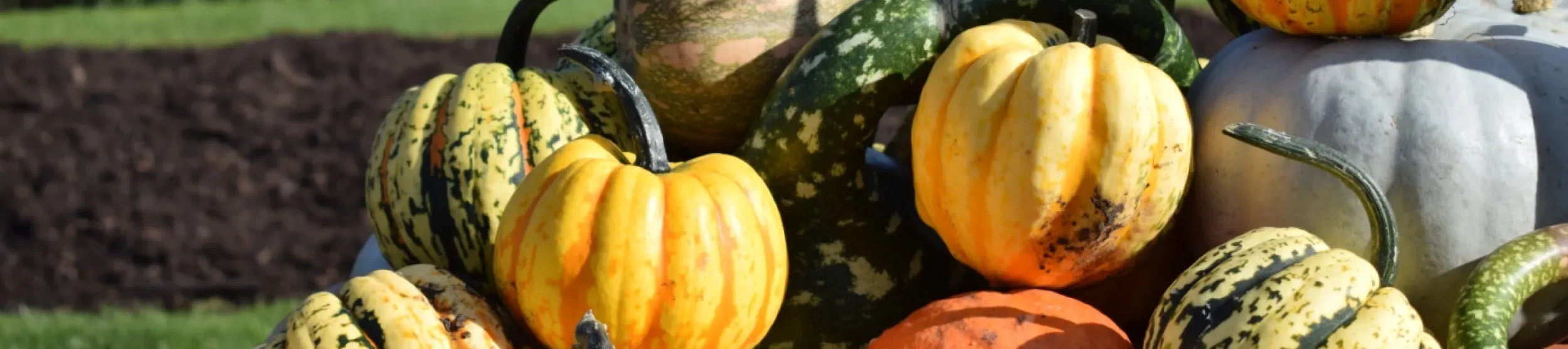 Autumn's pumpkins in our Kitchen Garden