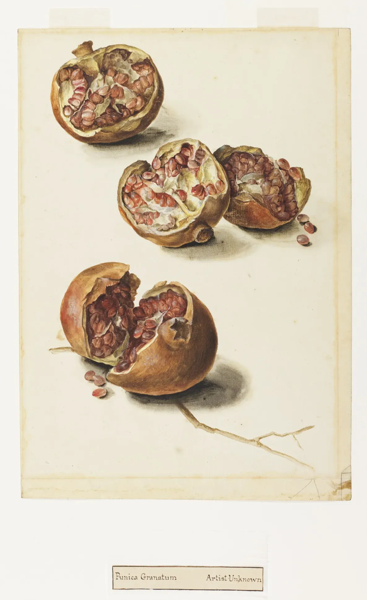 An illustration of a pomegranate