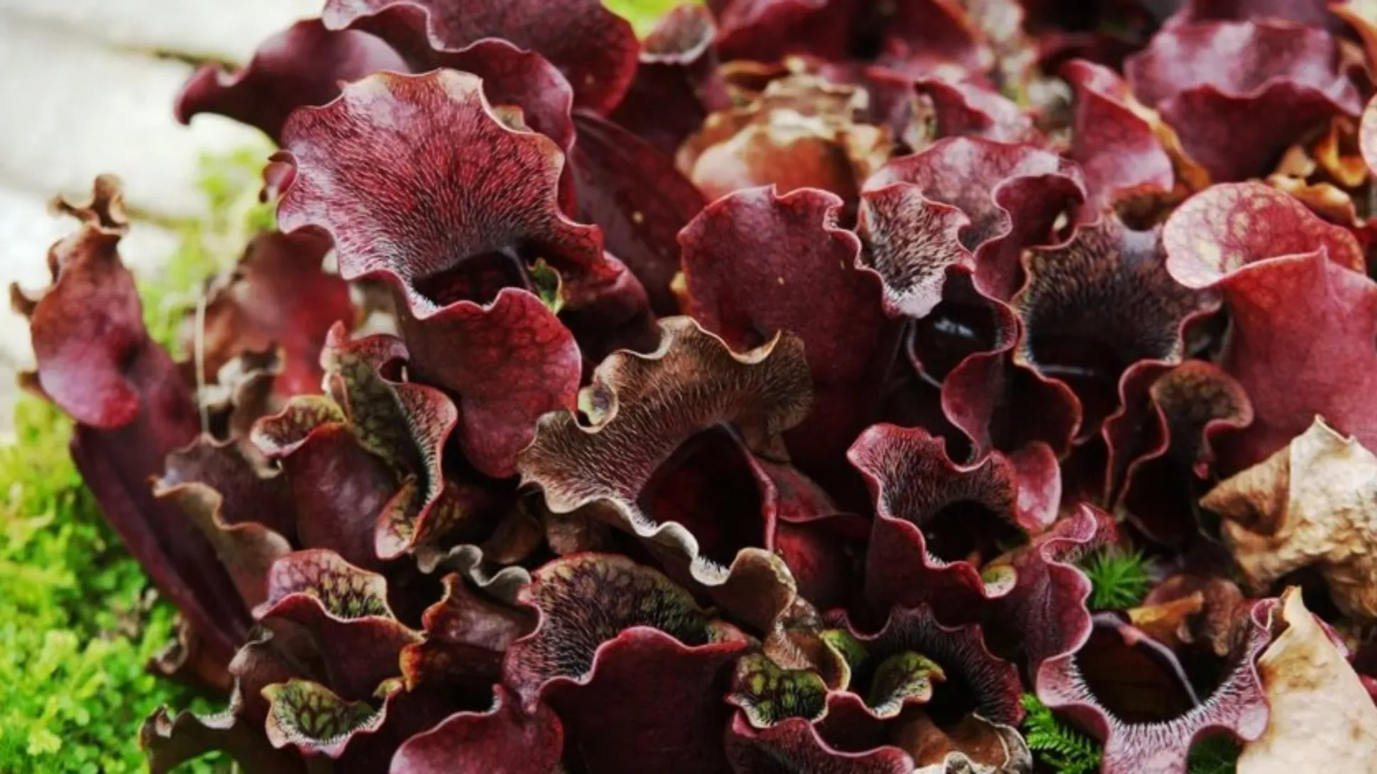 Tubular, reddish leaves with hooded open lids of the purple pitcher plant