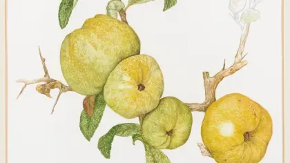 Illustration of quince