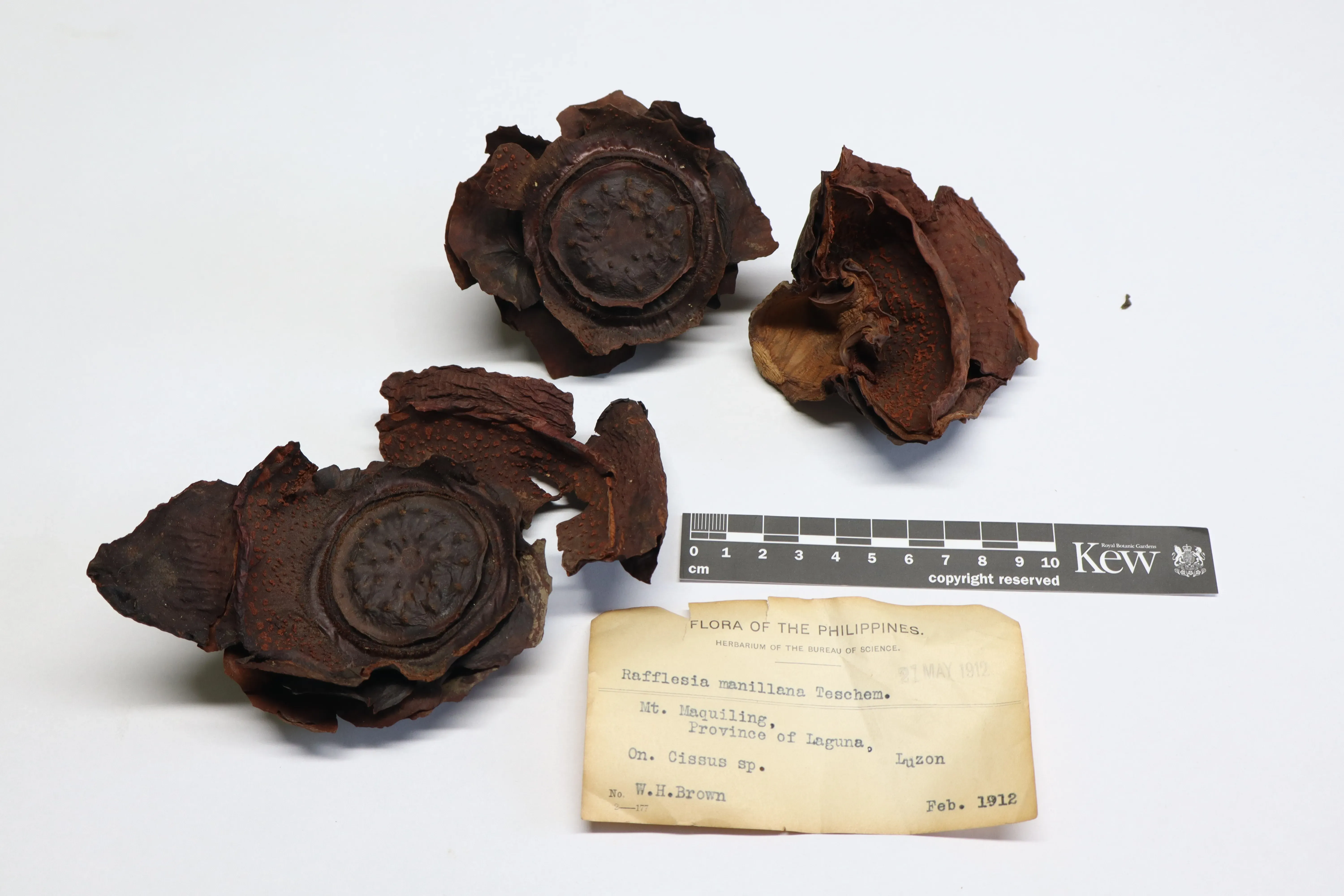 A carpological specimen of a Rafflesia manillana flower parts from the family Rafflesiaceae, with a handwritten label stating its collection by W.H.Brown in 1912 from the Philippines, to which this species is endemic.